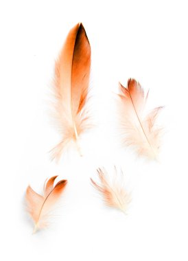 Beyaz arkaplanda kuş tüyü