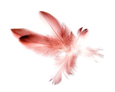 Beyaz arkaplanda kuş tüyü