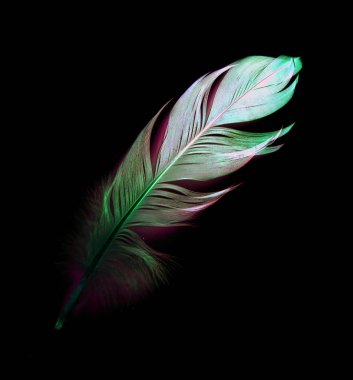 kuş tüyü siyah arkaplanda