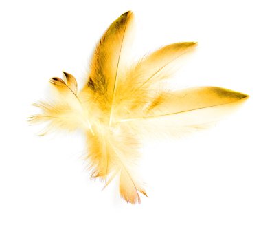 Beyaz arkaplanda kuş tüyü