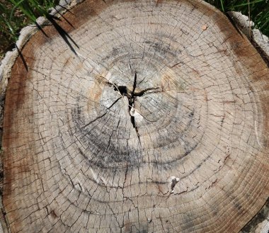 Yeşil çimenlerin üzerinde ahşap kütük