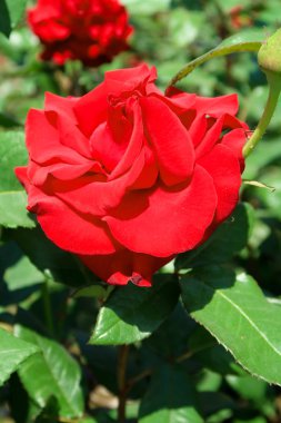 doğada kırmızı gül çiçek