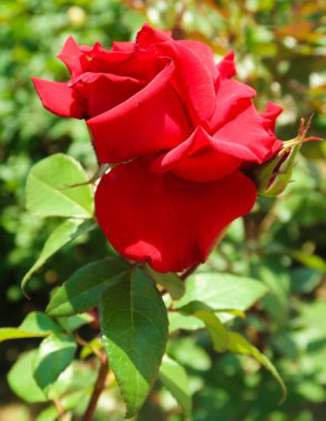 doğada kırmızı gül çiçek