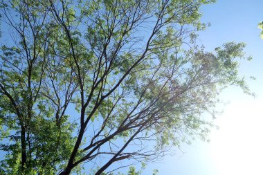 Gökyüzüne aşağıdan görünümünde ağaçlarının dalları