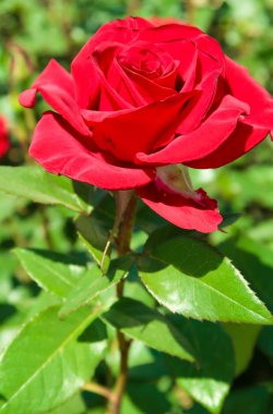 doğada kırmızı gül çiçek