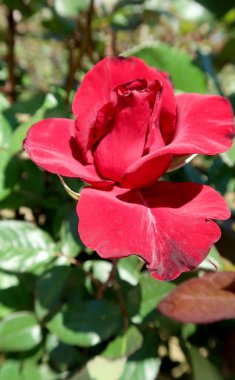 Baharda büyüyen kırmızı gül çiçek