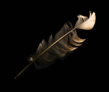 kuş tüyü siyah arkaplanda