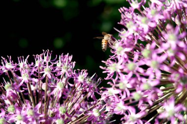 Sarımsak Mor çiçek. Doğal arka plan