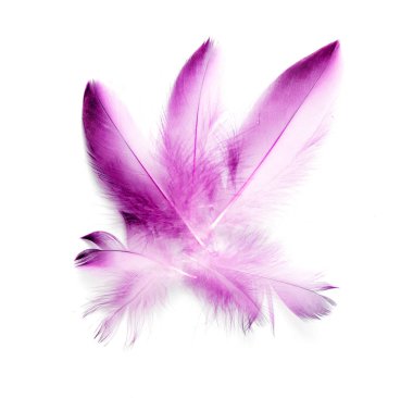 Beyaz arkaplanda kuş tüyü