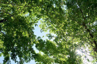 Gökyüzüne aşağıdan görünümünde ağaçlarının dalları