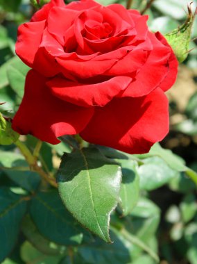 doğada kırmızı gül çiçek