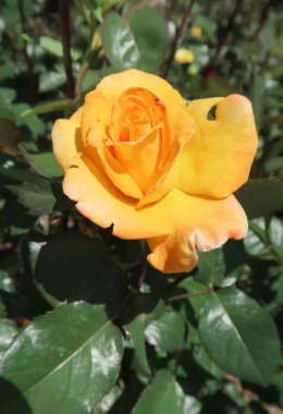 Baharda büyüyen sarı gül çiçek