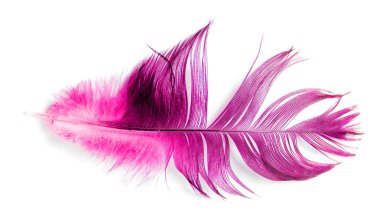 Beyaz arkaplanda kuş tüyü