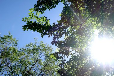 Gökyüzüne aşağıdan görünümünde ağaçlarının dalları