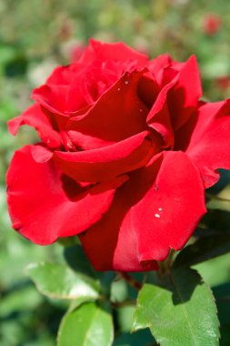 doğada kırmızı gül çiçek