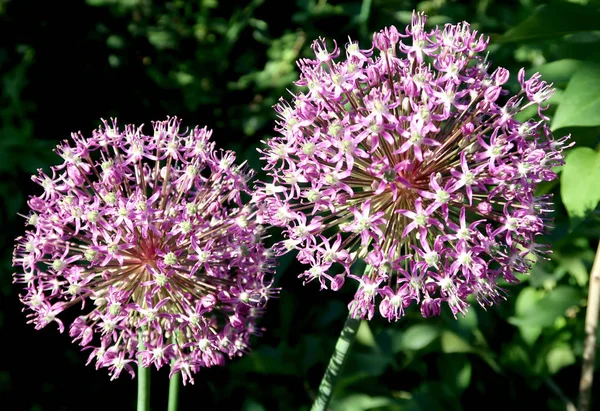 Garlic Purple Flower Natural Background — Stock Photo, Image