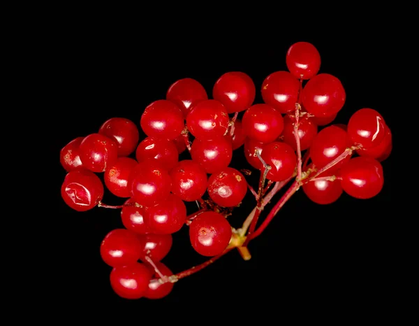 Röda Bär Viburnum Svart Bakgrund — Stockfoto