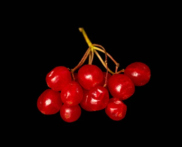 Rote Beeren Viburnum Auf Schwarzem Hintergrund — Stockfoto