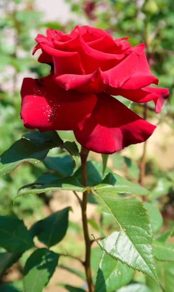 大自然中的红色玫瑰花朵 — 图库照片