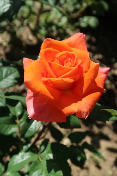 Orangenblüten Rosen Der Natur — Stockfoto