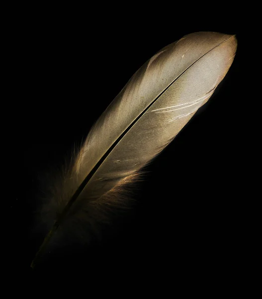 Bird Feather Black Background — Stock Photo, Image