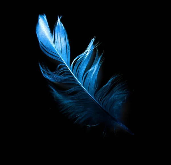 Bird Feather Black Background — Stock Photo, Image