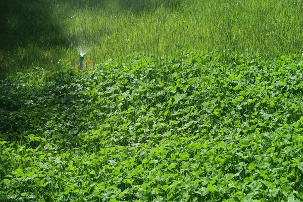 灌漑システムの水やり緑の草 — ストック写真
