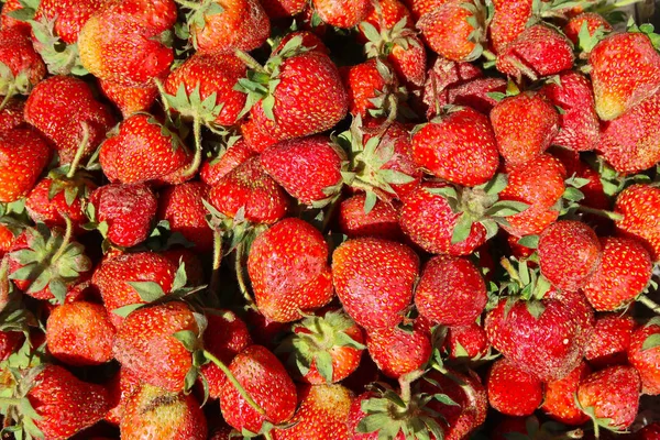 Red Strawberry Tasty Food — Stock Photo, Image