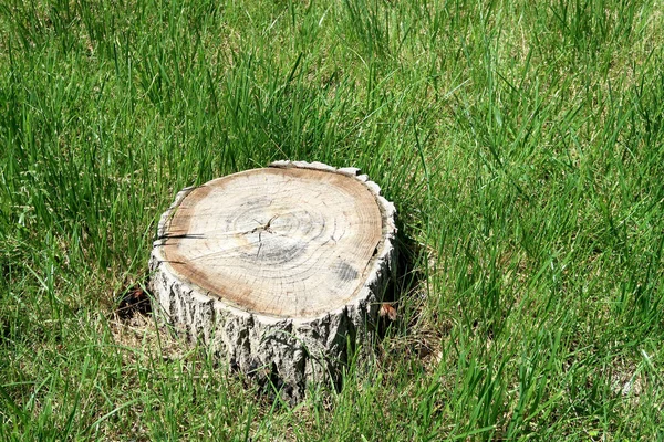 绿草上的木树桩 — 图库照片