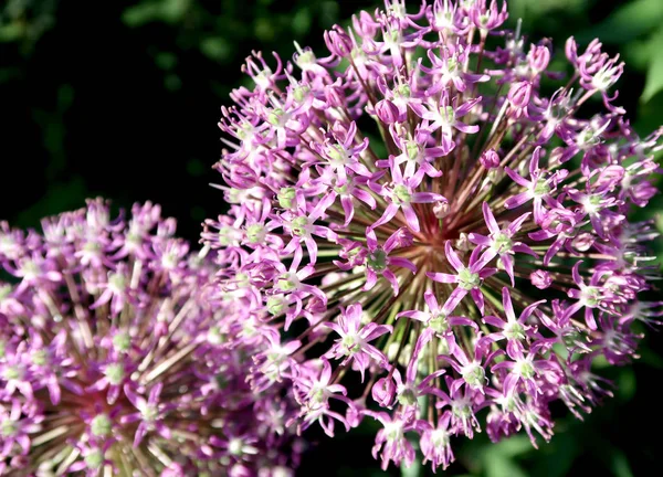 Garlic Purple Flower Natural Background — Stock Photo, Image