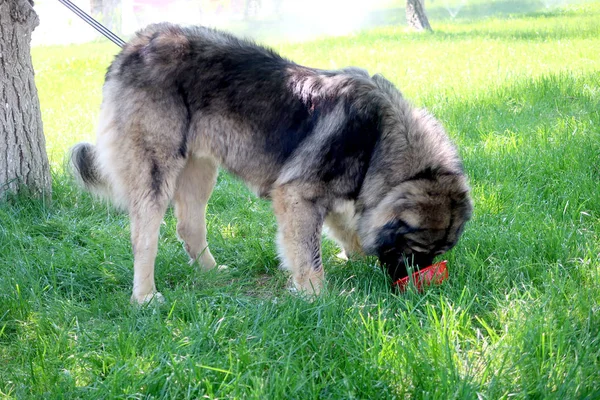 Asya Çoban Köpeği Açık — Stok fotoğraf