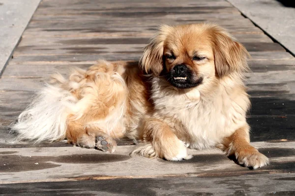 Ένα Γκρι Μικρό Σκυλί Έγκειται Στην Άσφαλτο — Φωτογραφία Αρχείου