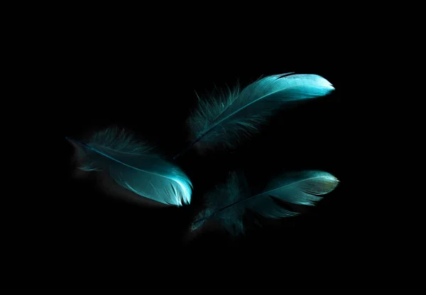 Plume Oiseau Sur Fond Noir — Photo