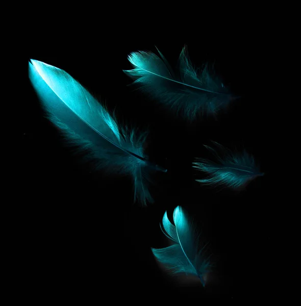 Bird Feather Black Background — Stock Photo, Image