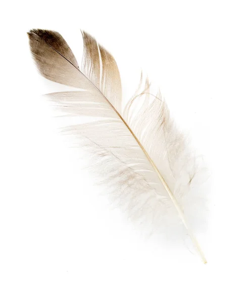 Φτερό Πουλιού Λευκό Φόντο — Φωτογραφία Αρχείου