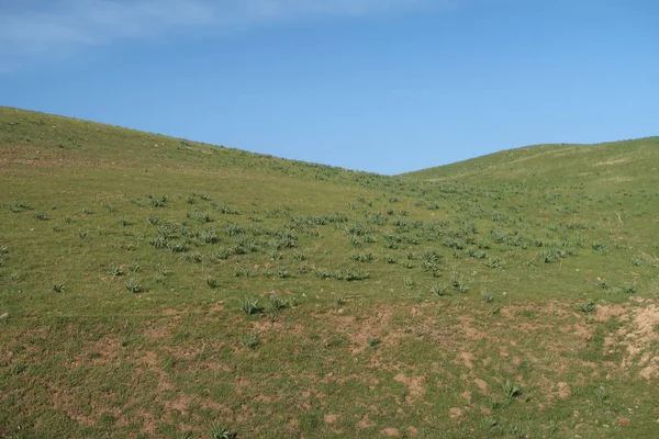 Zelená Stepní Hills Přírodní Pozadí — Stock fotografie