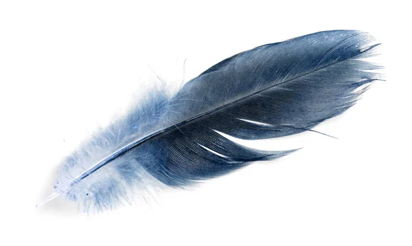 Natural bird feathers isolated on a white background. pigeon and goose  feathers close-up Stock Photo