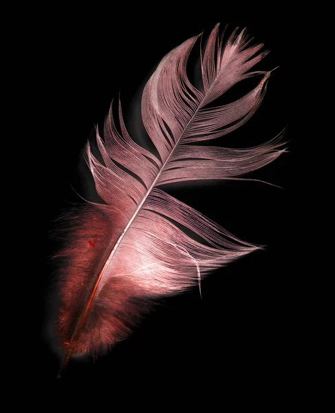 Kuş Tüyü Siyah Arkaplanda — Stok fotoğraf