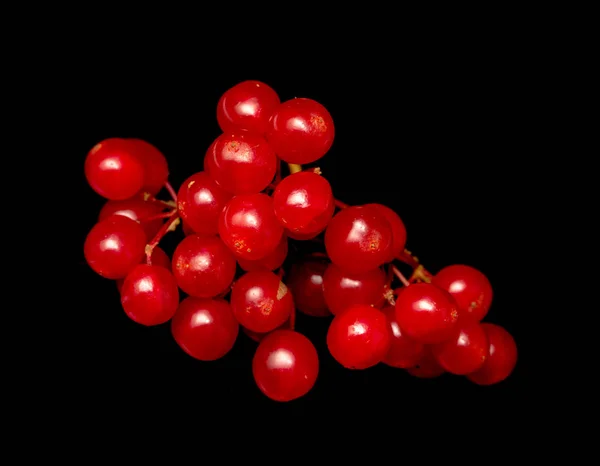 Rode Bessen Viburnum Een Zwarte Achtergrond — Stockfoto