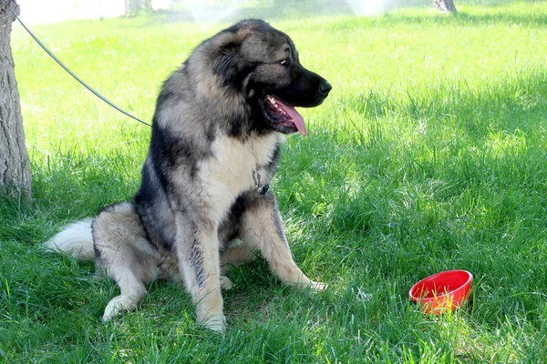 亚洲牧羊犬户外 — 图库照片