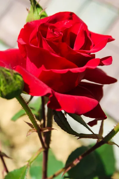 Rote Rose Blume Der Natur — Stockfoto