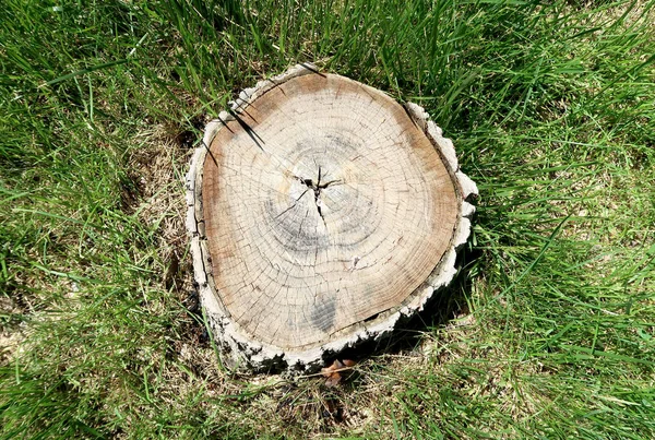 Tocón Madera Sobre Una Hierba Verde — Foto de Stock