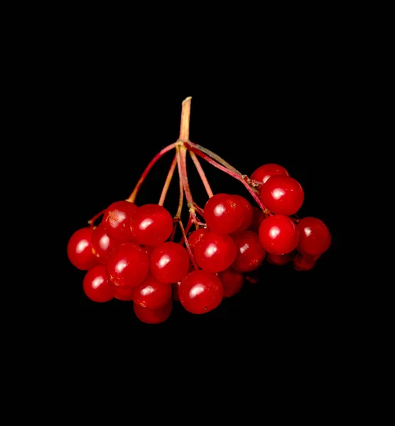 Red Berries Viburnum Black Background — Stock Photo, Image