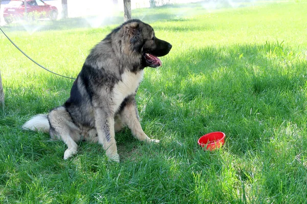 Asiatique Berger Chien Plein Air — Photo