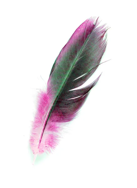 Bird Feather White Background — Stock Photo, Image