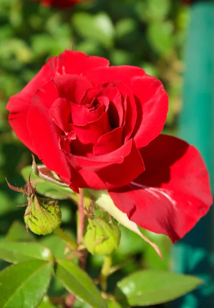 Rote Rose Blume Der Natur — Stockfoto