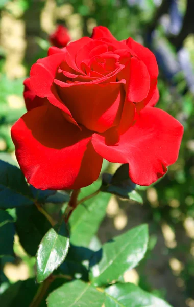 Rote Rose Blume Der Natur — Stockfoto