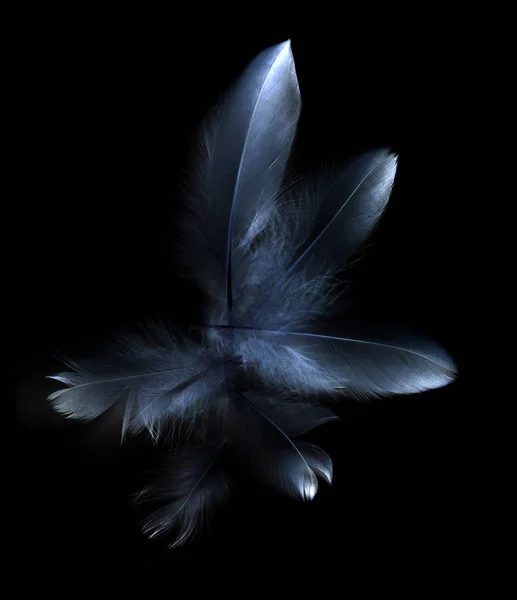 Plume Oiseau Sur Fond Noir — Photo