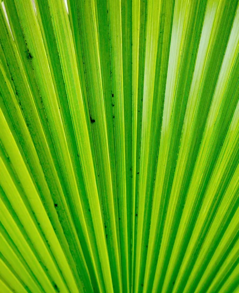 Feuilles Palmier Gros Plan — Photo