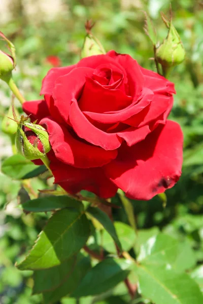 大自然中的红色玫瑰花朵 — 图库照片
